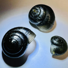 Moldavite Snail Carving – Twin Set (Carving 2 of 2)