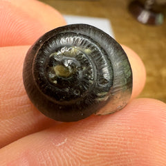 Moldavite Snail Carving – Twin Set (Carving 2 of 2)