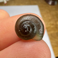 Exquisite Tiny Moldavite Carving – “Snail Shell” by Pavlína Cambalová