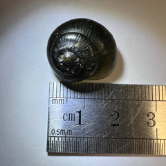 Moldavite Snail Carving – Twin Set (Carving 2 of 2)