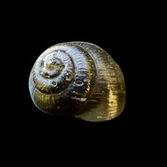 Moldavite Snail Carving – Twin Set (Carving 2 of 2)