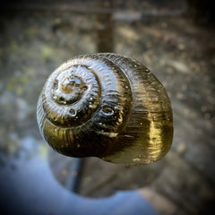 Moldavite Snail Carving – Twin Set (Carving 2 of 2)