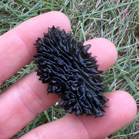 True Hedgehog | 16.16g | Besednice Jezkovna