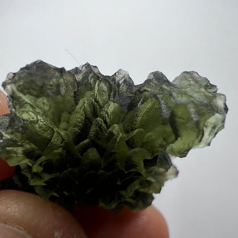 8.24g Besednice Jezkovna - True Hedgehog.