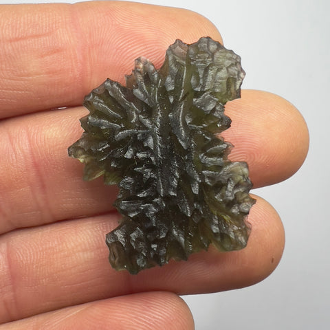 8.24g Besednice Jezkovna - True Hedgehog.
