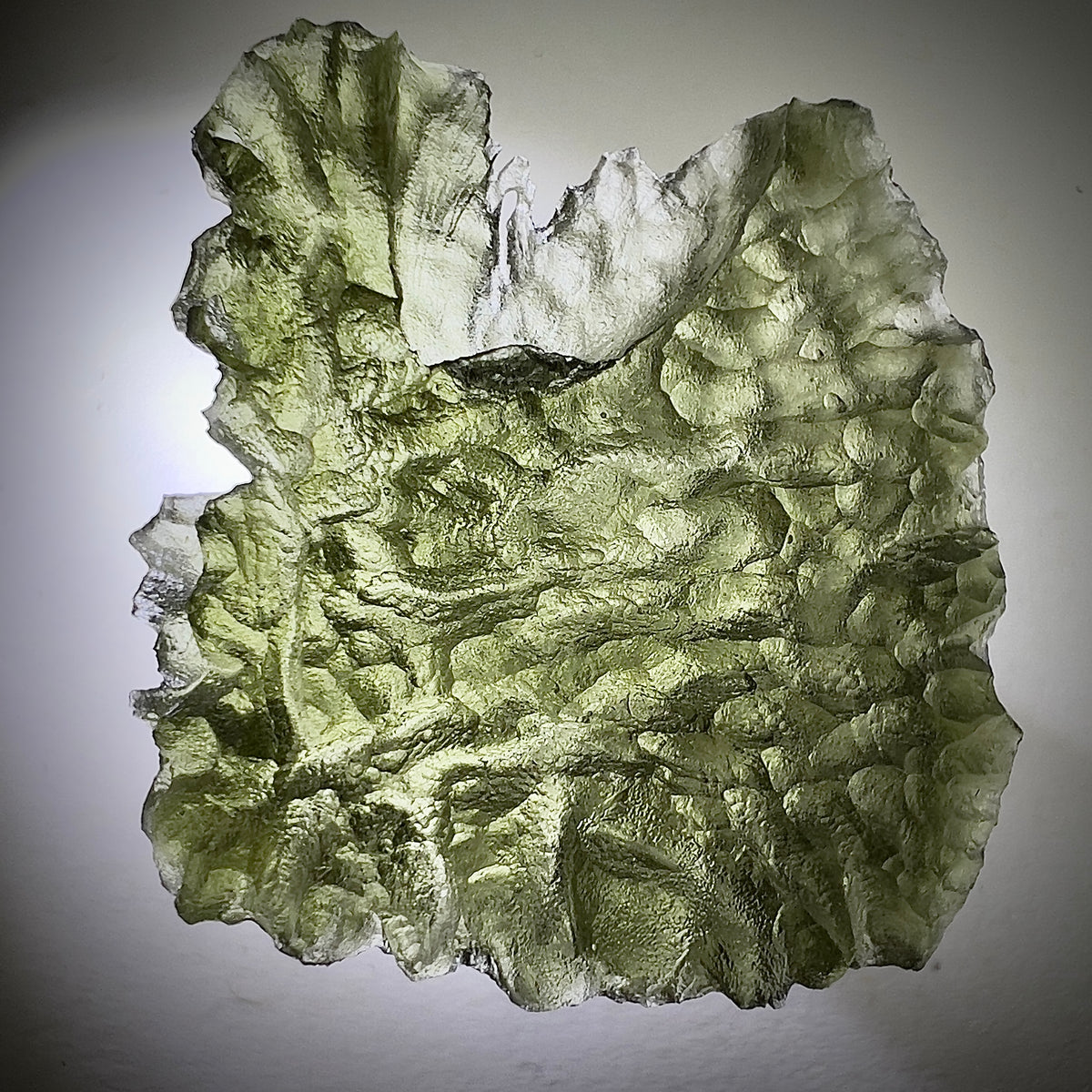 True Besednice Hedgehog | 6.98g | Besednice Ježkovna