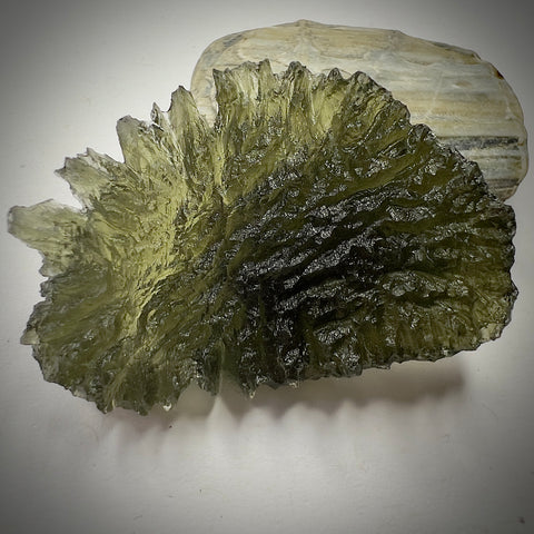 True Besednice Hedgehog | 8.78g | Besednice Ježkovna