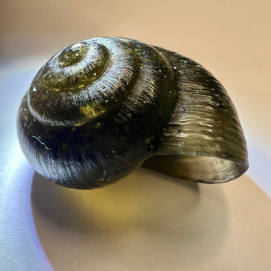 Exquisite Tiny Moldavite Carving – “Snail Shell” by Pavlína Cambalová | 1.1g | Jakule