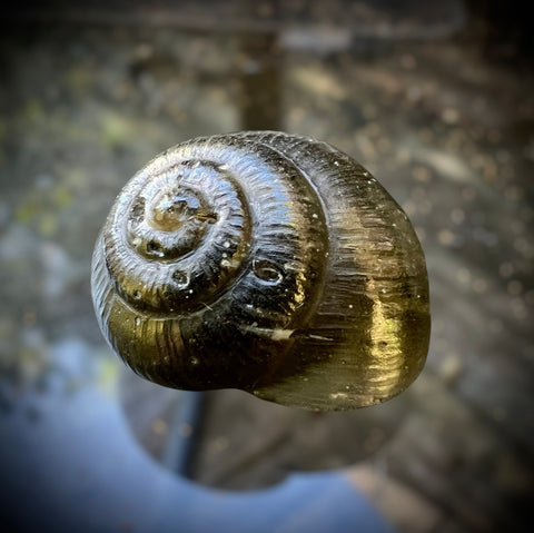 Moldavite Snail Carving – Twin Set (Carving 2 of 2)